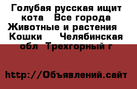 Голубая русская ищит кота - Все города Животные и растения » Кошки   . Челябинская обл.,Трехгорный г.